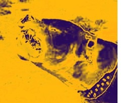 bulldog