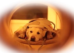 perro1