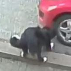 Boder_Collie_JESS
