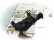 Perrita COOKIE -Pese a todos los esfuerzos por salvarla que hizo el veterinario Enrique Rimbaud, no sobrevivió al flechazo