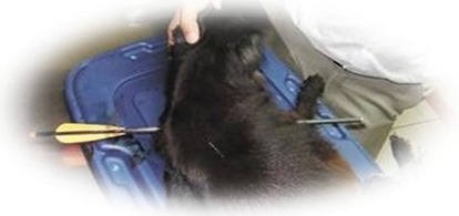 Perrita Coockie asesinada con un flechazo