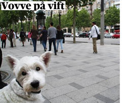 Vovve_på_vift