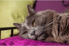 Louis the cat rests on a bed at the Meadow Cat Hotel in St Erme. Ref:TRJJ20140407A-015_C
