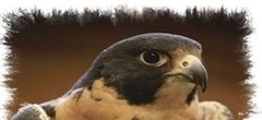 Falcón peregrino