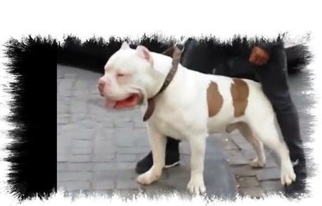 Giant_Pit_Bull_-_France-