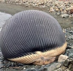 ballena varada en Trout River