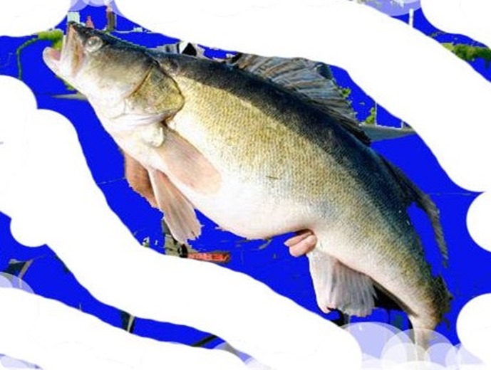 LEIF IVARSSON - Göss på 12,53 kg 97 cm.jpg-