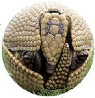 armadillo