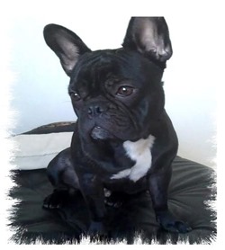 bulldog_francés_Charlie