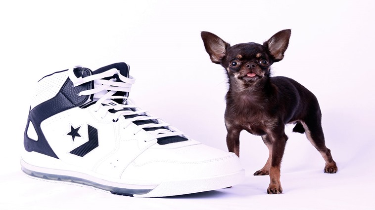 PERRO MAS PEQUENO