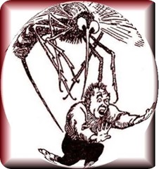 MOSQUITO1
