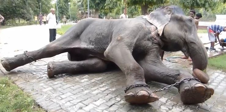 RAJU-1