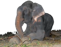 RAJU-