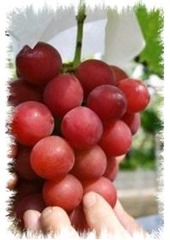 Uvas Ruby Roman