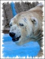 arturo(1)