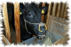 kobe-cow