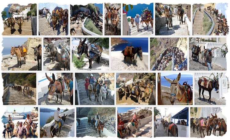 BURROS_EN_SANTORINI(