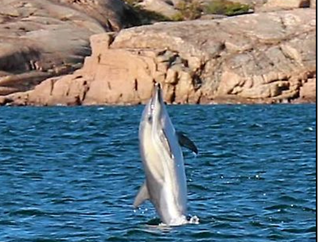 Delfín_en_Fjällbacka