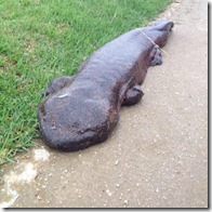 giant salamander