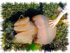 lungmanet strandade i Fjällbacka