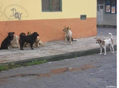 perros callejeros   ec