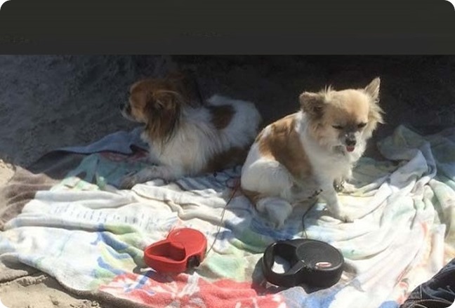 perros- playa