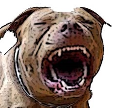 pitbull_1