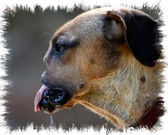Fresa_1