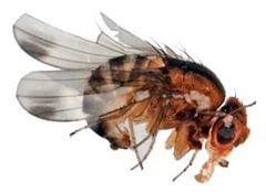 Fruit_Fly_Drosophila