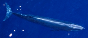 Nueva_especie_de_Rorcual_de_Bryde