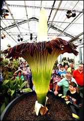 Visitors look at a Titan Arum flower at Basel's Botanical Garden...Visitors look at a blooming Titan Arum (Amorphophallus titanum), one of the world's largest and rare tropical flowering plants, at Basel's Botanical Garden September 29, 2014. The flower, which emits strong odour likened to rotting meat, which gives it it's common name 'corpse flower', wilts and dies after two days. Both the 'fragance' and the flower's meat-colouration attract pollinators - carrion flies and beetles. REUTERS/Arnd Wiegmann (SWITZERLAND - Tags: ENVIRONMENT SOCIETY)