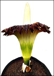 Visitors look at a Titan Arum flower at Basel's Botanical Garden