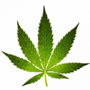 cannabis-5