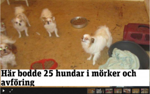 25_hundar-