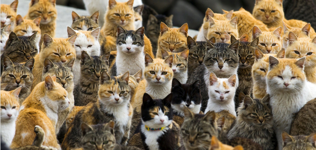 Aoshima_island_-_cats
