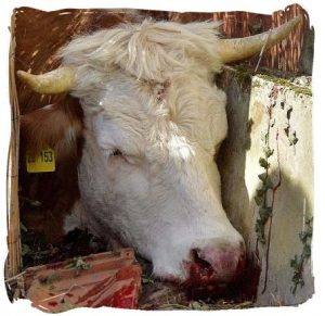 VACA LOCA