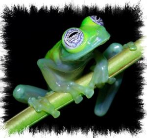 kermit