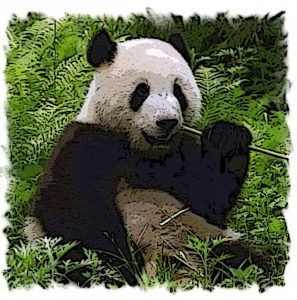 Giant-Panda-Bamboo.jpg1