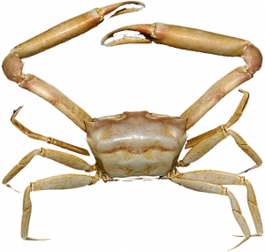 Goneplax_rhomboides