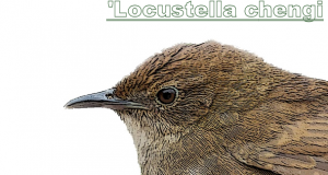 Locustella_chengi--