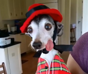 zappa1