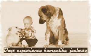 Dogs experience humanlike jealousy