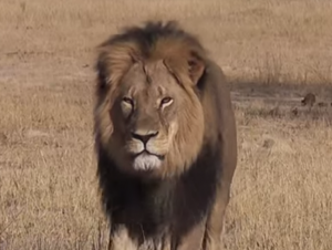 cecil-
