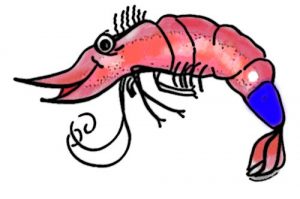 shrimp