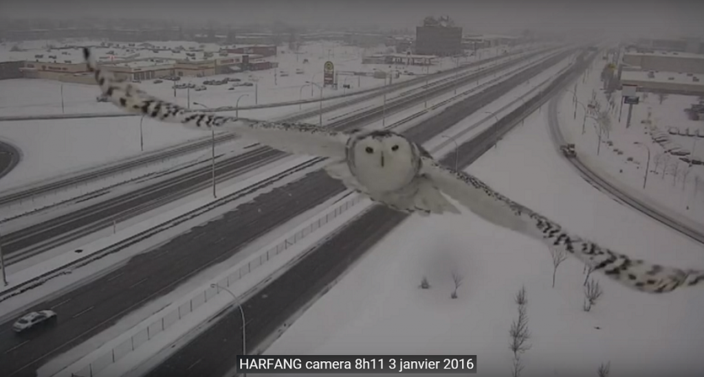 BoulevarddesSourcesMontrealHARFANGCAMERA8hjanvier2016