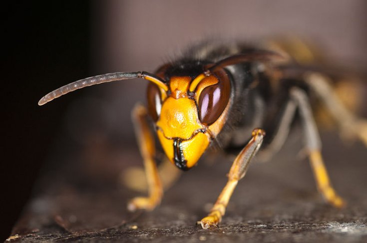 vespavelutina