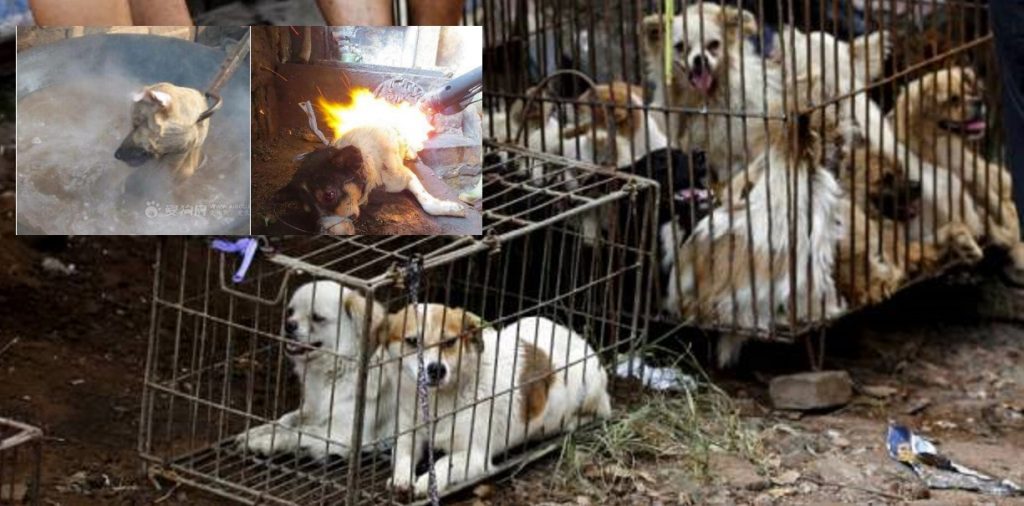 Vendors wait for customers as dogs are kept in a cage at Dashichang dog market ahead of a local dog meat festival in Yulin, Guangxi Autonomous Region, June 21, 2015. In the market, some dogs are sold as pets, while others are sold for dog meat. Local residents in Yulin host small gatherings to consume dog meat and lychees in celebration of the summer solstice which marks the coming of the hottest days for the festival, which this year falls on Monday. REUTERS/Kim Kyung-Hoon