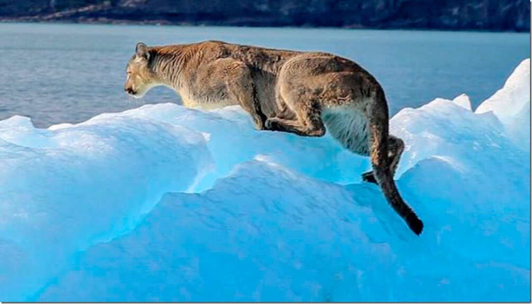 puma-infocampo