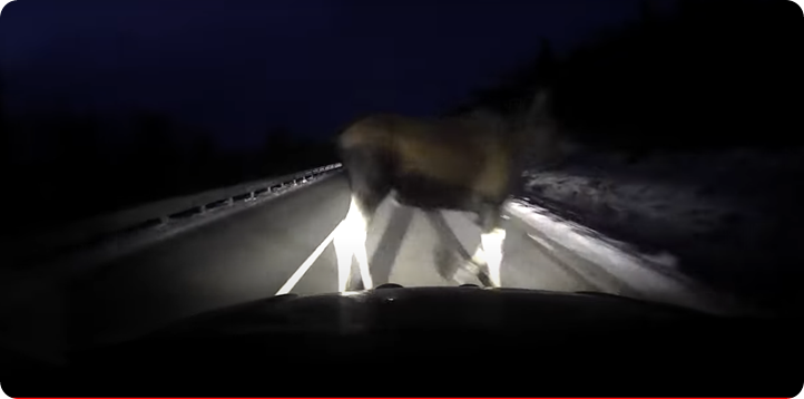KROCVK MED ÄLG