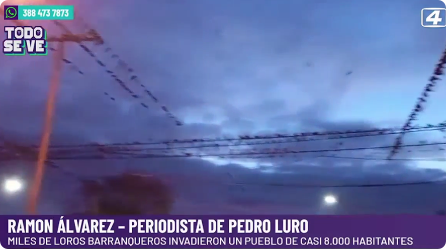 loros 1 loros 1